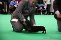 Crufts2011_2 1117